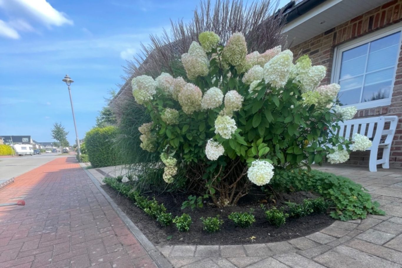 Heckenpflanzen in Uetersen
